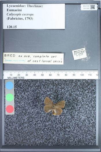 Media type: image;   Entomology 70892
